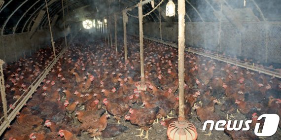 여름철 더위에 닭들이 폐사하는 것을 막기 위해 안개분무로 열기를 낮추고 있는 양계장 모습. 사진은 기사 내용과 관련없다. © News1