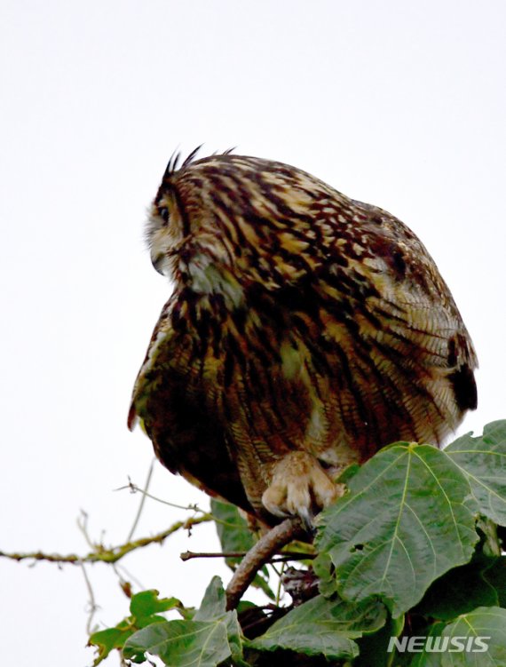 [남해=뉴시스]차용현 기자 = 지난 28일 오후 천연기념물 제324호이자 멸종위기 야생생물 2급으로 지정돼 보호받고 있는 수리부엉이가 경남 남해군 망운산 산기슭에서 나무꼭대기에 앉아 휴식을 취하고 있다. 2020.07.29. con@newsis.com