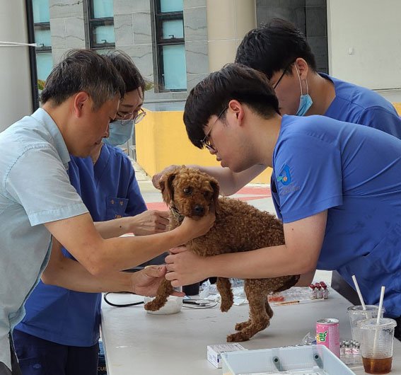 제주대 수의과대학 반려동물 무료 진료활동