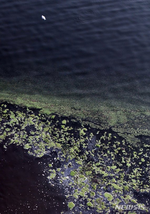 [광주=뉴시스] = 열흘째 폭염이 기승을 부린 지난 20일 오후 광주 남구 승촌보 좌·우안 영산강기슭이 녹조띠로 뒤덮여 있는 가운데, 죽은 물고기가 떠내려가고 있다. 2018.07.22. sdhdream@newsis.com