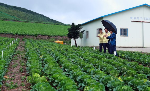 류태호 태백시장, 매봉산 배추밭에 가다