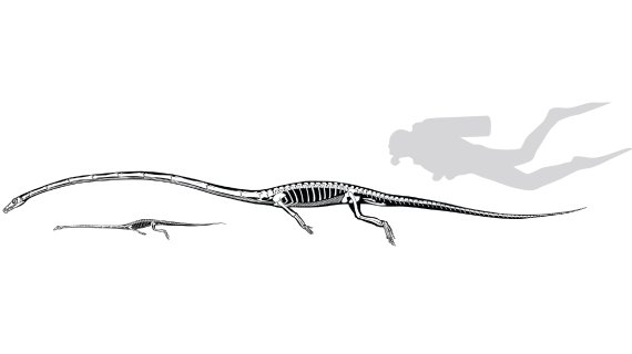 한 종의 타니스트로페우스는 길이가 1.2m이며 다른 종은 6m 다. 취리히 대학 제공