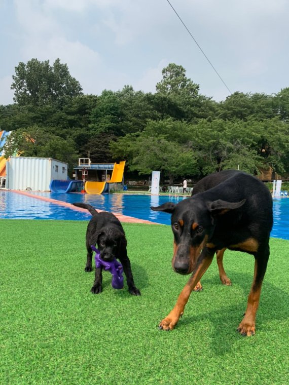 서울 도심에 강아지 수영장 도그베이838 오픈