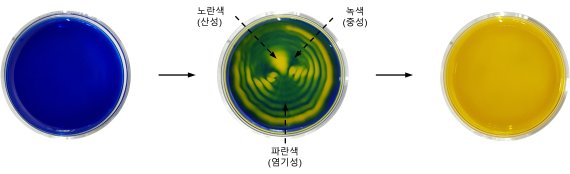 페트리 접시에 담긴 BTB 염기성 용액(왼쪽, 파란색)을 이산화탄소와 소리에 노출시켜서 BTB 산성 용액(오른쪽, 노란색)으로 변화시키는 과정에서 생성된 색깔 패턴. IBS 제공