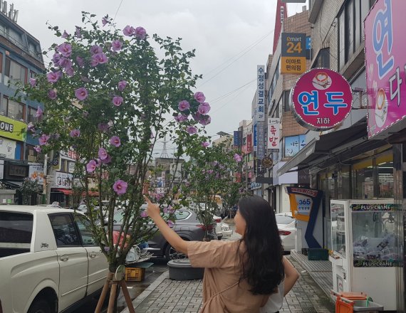 인천 남동구가 조성한 무궁화 가로수길에 무궁화꽃이 활짝폈다. 남동구 제공.