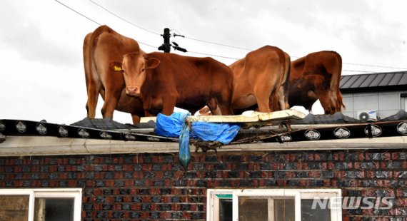 지난해 8월 10일 전남 구례군 구례읍 양정마을에서 지난 사흘간 집중 호우로 급류에 휩쓸린 소들이 주택 지붕에 올라 구조를 기다리고 있다. 뉴시스