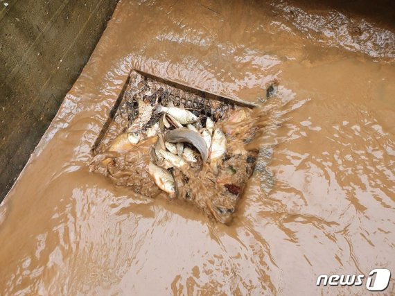 광주 광산구 소촌농공단지 한 공장 하수구 어귀에 모여있는 민물고기들. (독자 제공) © 뉴스1