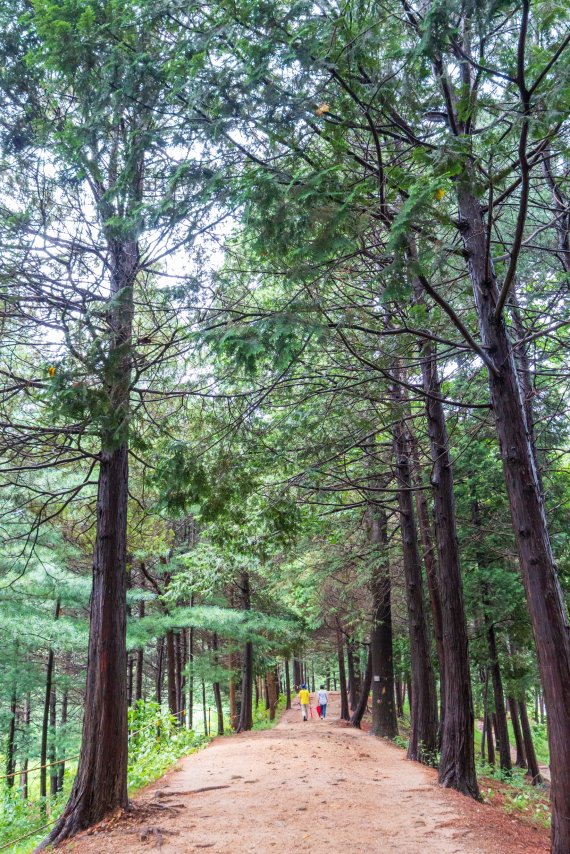 국립대전현충원 옆에 마련된 보훈둘레길. 사진=조용철 기자