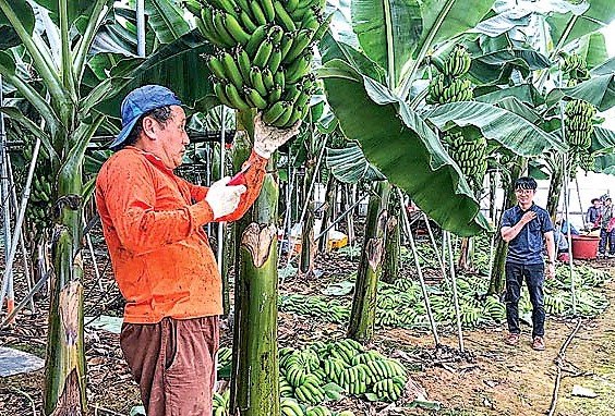 제주 김녕농협은 지난달 29일 관내 조합원 농가에서 제주산 바나나 첫 수확을 했다고 밝혔다.