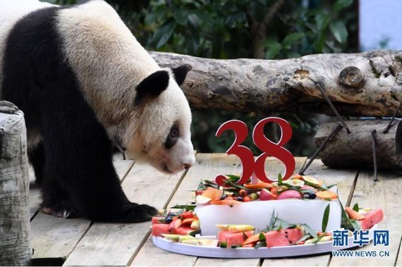 사람나이 152세...현존 최장수 '자이언트 판다' 생일