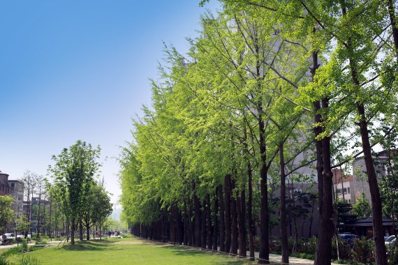 서울 용산~가좌구간 철도지하화로 유휴공간이 된 경의선 윗 부분에 조성한 숲길공원.