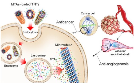 항암제가 탑재된 TNT(튜불린 나노 튜브)의 항암 및 혈관 형성 억제 작용 과정. 카이스트 제공