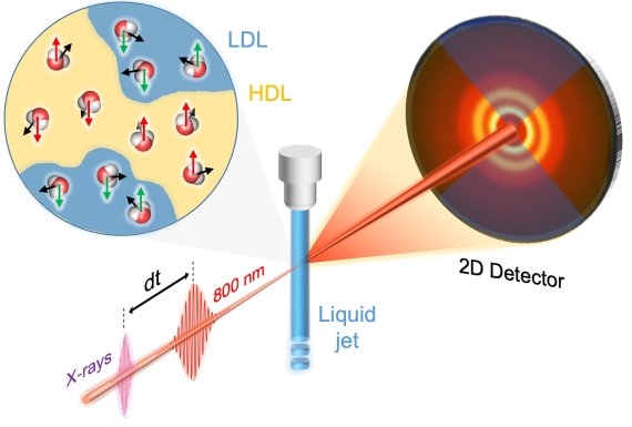 레이저 빛의 강한 전기장을 이용해 액체상 물 분자들을 일시적으로 정렬시키고, 4세대 가속기의 강력한 X선으로 이 과정의 구조변화를 관측했다. 포항공과대학 제공