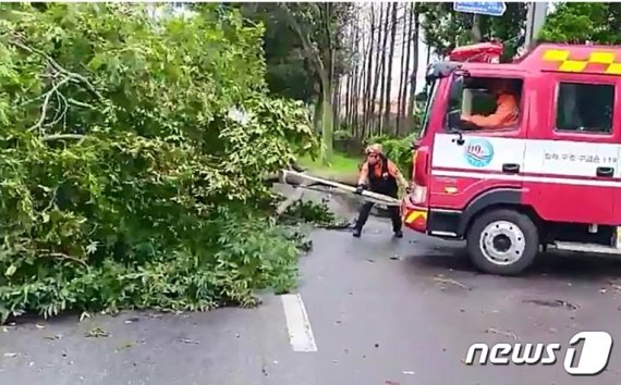 26일 제8호 태풍 '바비' 영향권에 들어간 제주에서 강풍 피해가 발생하고 있다. 이날 오전 7시44분 서귀포 회수동에서는 가로수가 도로 위로 쓰러지면서 통행에 차질이 빚어졌다. 사진은 소방이 안전조치를 하고 있는 모습. 제주소방안전본부 제공. 뉴스1