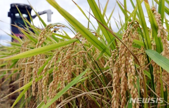 부산 129일 만에 올해 첫 벼 수확…'코로나19 이겨낸 쌀'로 판매