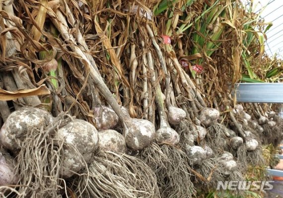 [단양=뉴시스]이병찬 기자 = 충북 단양군은 단산마늘 우량종구 8t을 단양 지역 마늘 농가에 보급하기로 했다고 31일 밝혔다. 사진은 단산마늘.(사진=단양군 제공) 2020.08.31.photo@newsis.com