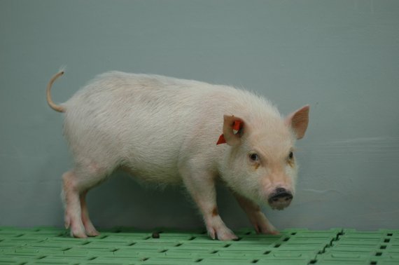 한국생명공학연구원이 보유한 미니돼지. 연구원은 이 돼지를 이용해 인공혈액 연구개발을 진행하고 있다. 생명공학연구원 제공
