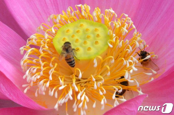 '암 세포' 죽이는 꿀벌 봉독의 놀라운 비밀