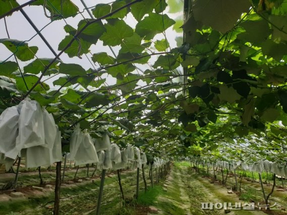 파주 ‘꿀 포도’ 재배현장. 사진제공=파주시