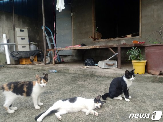 8일 전남 나주시 다시면 가흥리의 한 주택에서 침수피해 보수공사가 진행 중인 가운데 고양이들만 한가로이 노닐고 있다. /© News1