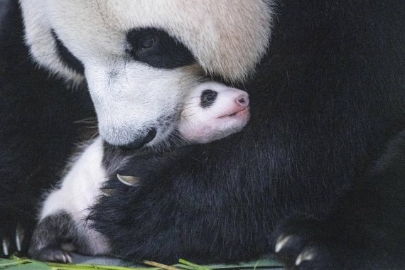 삼성물산 리조트부문은 지난 7월 에버랜드에서 국내 최초 자연번식으로 태어나 생후 50일을 맞은 아기 판다의 사진을 10일 공개했다. /삼성물산 제공