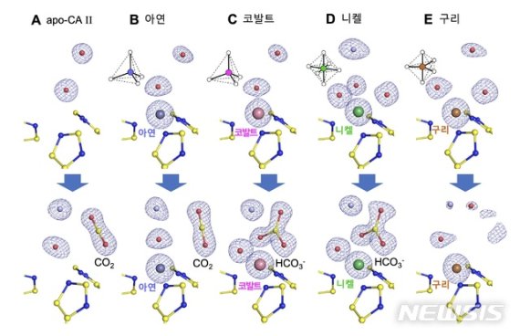 [서울=뉴시스] 이온별 입체적 결합 구조의 변화 (제공=유니스트)
