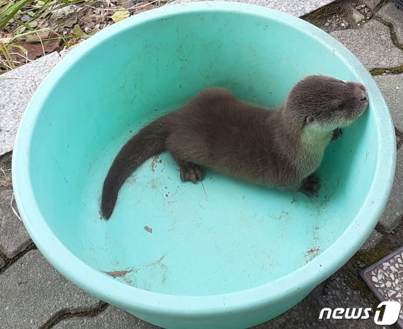 발견 당시의 아기 수달(달서구청 제공) 2020.9.14©뉴스1