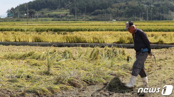 지난 9월 경남 남해군 고현면에서 한 농민이 장마·태풍에 쓰러진 벼를 바라보고 있다. /사진=뉴스1