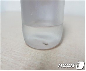 지난해 7월 부산지역 수돗물에서 발견된 유충 사진. (부산시청 제공).뉴스1