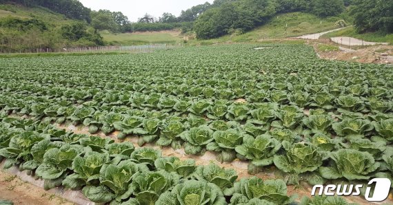 전북 무주군이 농업인의 소득안정을 위해 가을무와 가을배추를 대상으로 농산물 가격안정 지원 사업을 실시한다. / 뉴스1