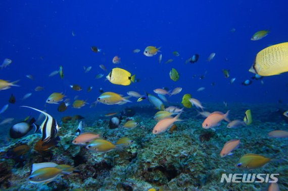 [하와이=AP/뉴시스] 2017년 하와이 섬 인근의 바닷가에서 물고기들이 산호초 사이를 누비는 모습. 유엔은 15일(현지시간) 세계 생물다양성 전망보고서를 발표하고 2010년 생물다양성협약(CBD) 총회에서 발표한 '아이치 목표 2020'가 단 한 개도 달성되지 못했다고 밝혔다. 2020.9.16.