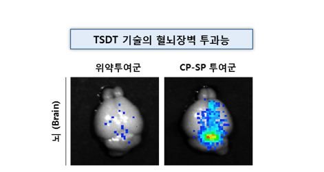 고도비만, 제2형 당뇨병 치료신약 'CP-SP'의 혈뇌장벽(BBB) 투과에 의한 뇌조직 전송능. 사진=셀리버리
