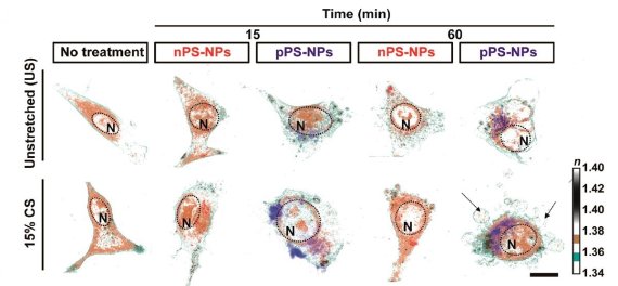 가장 왼쪽은 나노플라스틱을 처리하지 않은 정상 폐포 상피세포의 모습이다. 음전하 나노플라스틱(nPS-NPs/빨간색)에 의해서는 정상적인 세포 형태의 변화와 함께 악영향은 없는 것으로 관찰되나(15분, 60분), 양전하 나노플라스틱(pPS-NPs/파란색)은 세포 형태를 불규칙적으로 변화시키고 세포사멸이 발생하는 것을 확인(60분)할 수 있다. 세포핵(N)은 둥근 점선으로 표기되었다. 상단은 수축이완 자극이 없는 상황이며, 하단은 15%의 수축이완 자극이 있는 상태에서의 변화과정이다. KBSI 제공