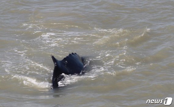 악어강에 잘못 들어온 혹등 고래. (호주 북부 카카두 국립공원) © 뉴스1