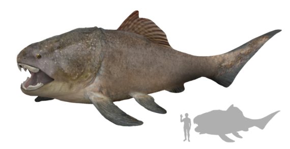 '어류의 시대'였던 3억8000만년전 고생대 데본기에 최초의 강력한 턱을 가진 판피어류 '둔클레오스테우스'는 전체 몸길이 최대 8.8m, 몸무게 약 4t의 거대한 물고기다. 지질자원연구원 제공