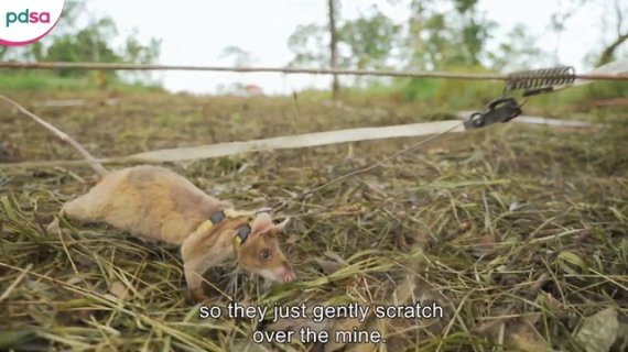 [서울=뉴시스] 아프리카 도깨비쥐(pouched rat) '마가와'가 안전장치를 착용한 채 캄보디아 지뢰밭을 수색하고 있다. 영국 수의사 자선재단 PDSA(People‘s Dispensary for Sick Animal)는 25일(현지시간) 홈페이지를 통해 7살이 된 마가와에 올해의 용감한 동물 금상을 수여했다. (사진=PDSA 캡처) 2020.9.25.