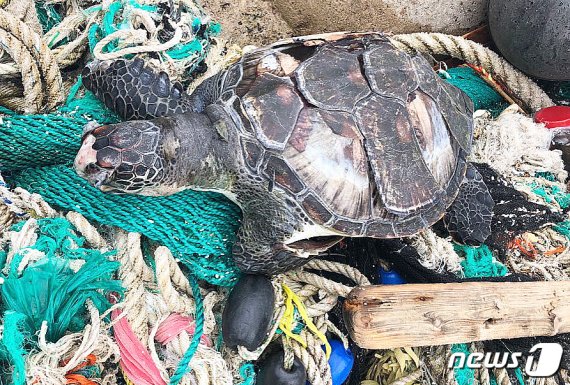 2일 오전 9시쯤 제주 제주시 한림읍 한림항 인근에서 발견된 푸른바다거북 사체.(제주해양경찰서 제공)© News1