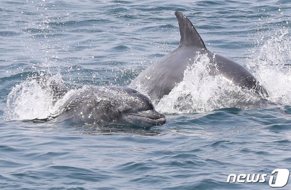 대정해숭풍력발전기 들어설 예정인 제주 서귀포시 대정읍 해안은 남방큰돌고래 서식지로 알려지고 있다. 제주 서귀포시 대정읍 연안에서 남방큰돌고래가 유영하고 있다.2019.4.8/뉴스1 © News1 DB