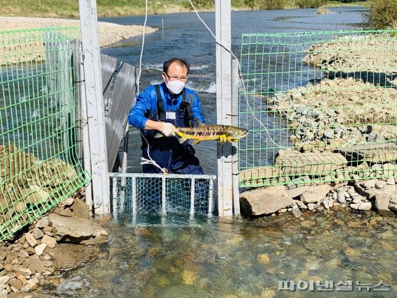 울산 태화강 일원서 회귀 연어 이동범위 국내 첫 추적조사