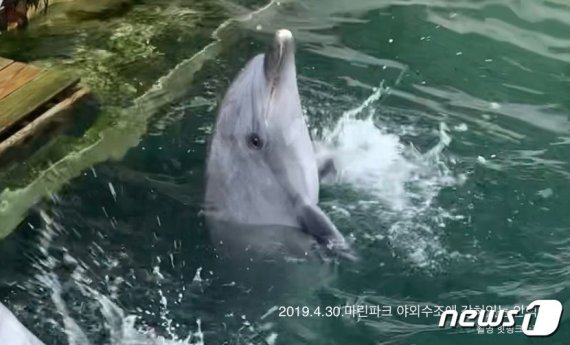 제주 서귀포시 마린파크서 폐사한 돌고래 '안덕이'(핫핑크돌핀스 제공)2020.10.7 /뉴스1 © News1