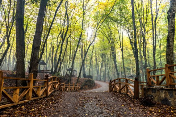 '이스탄불의 허파'로 불리는 베오그라드 숲. 터키문화관광부 제공