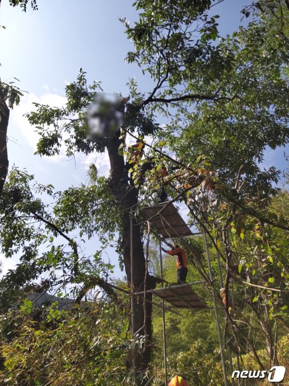 11일 옥천소방서 구급대원들이 나무에 메달려 있던 외국인 근로자 A씨를 구조했으나 이미 숨져 있었다. (옥천소방서 제공)© 뉴스1