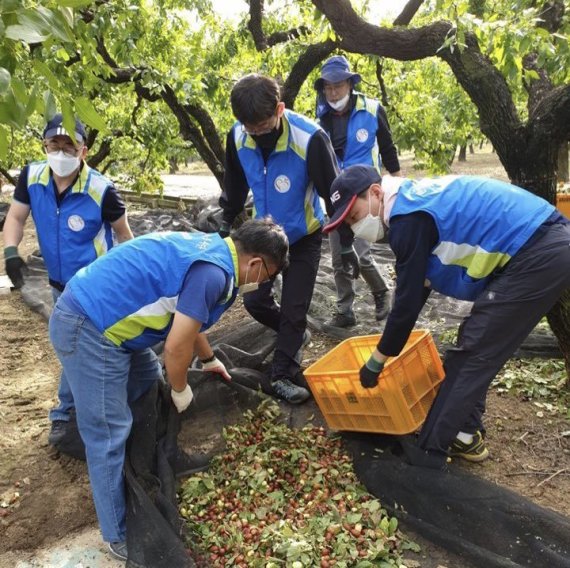 한국조폐공사 화폐본부 등 '경산지역 사회공헌활동 공동 추진 협의회'가 지난 7일 경북 경산시 자인면 북사리 지역농가에서 대추 수확 봉사활동을 펼치고 있다.