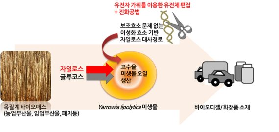 한국과학기술연구원 청정에너지연구센터 이선미 박사팀이 목질계 바이오매스를 원료로 바이오디젤 원료를 생산하기 위한 미생물을 개발했다. 한국과학기술연구원 제공