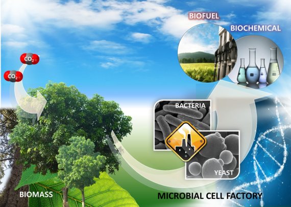 목질계 바이오매스를 원료로 미생물을 이용하여 바이오연료를 생산하는 개념도. 한국과학기술연구원 제공