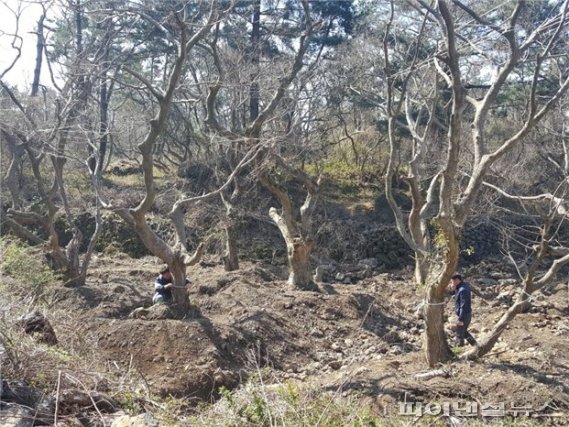 제주도 자치경찰단이 조경업자가 팽나무를 훔쳐 옮겨 심은 현장을 수사하고 있다. [사진=제주도 자치경찰단 제공]