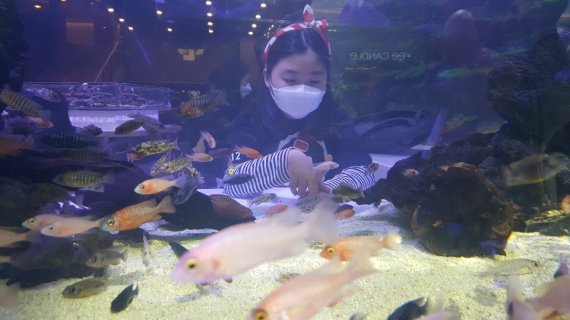 스타필드 안성의 아쿠아카페에서 최리안양(10)이 물고기를 보고 있다. 사진=조윤주 기자