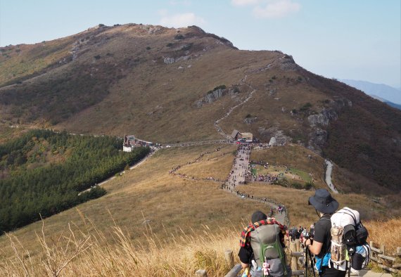 영남알프스 간월재 억새