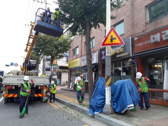 구로구, 은행열매 조기 수확...다중 장소는 수나무로 교체