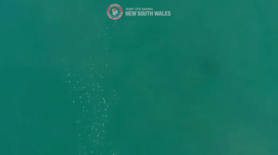 지난 7일 (현지시간) 세계 서핑 대회 우승자였던 유명 프로 서퍼 매트 윌킨슨이 뉴사우스웨일스(NSW)주 벨리나에 위치한 사프스 해안에서 서핑을 즐기다 상어로 부터 쫓기고 있다. 해양 구조대 드론이 상어의 공격을 보고 경고방송을 내려 큰 피해를 막았다.